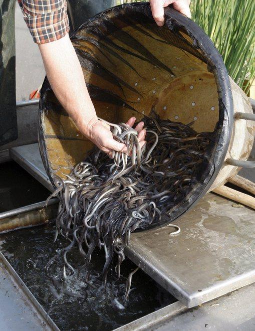 Il Parco dichiara guerra ai pescatori di “cee” 