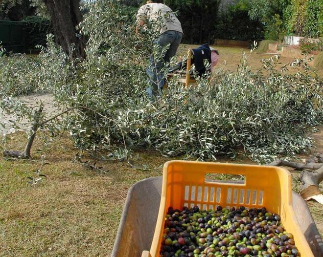 Fanno razzia di olio, olive, pecore e capre a Cerreto e Fucecchio 