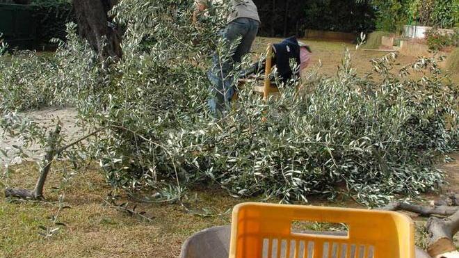 Fanno razzia di olio, olive, pecore e capre a Cerreto e Fucecchio