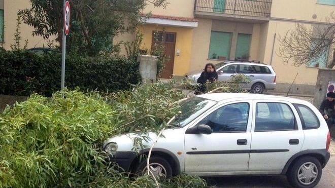 Albero su un’auto, illesa la conducente