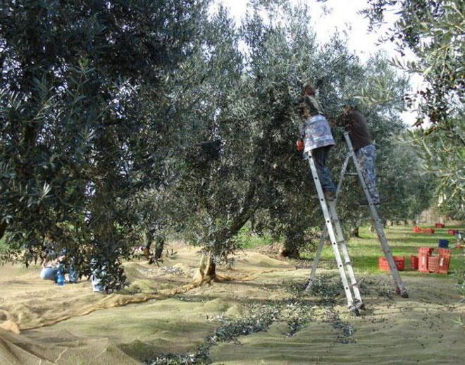 Olio, il raccolto è in calo ma il prodotto è di qualità 