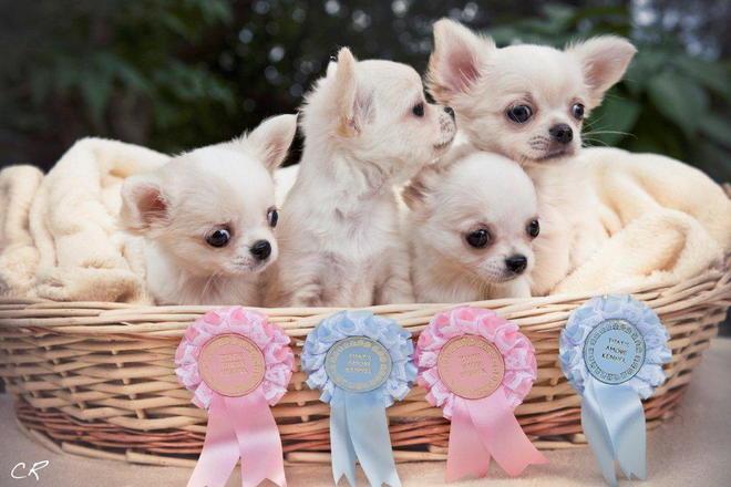 Mostra canina nazionale all’EstraForum 