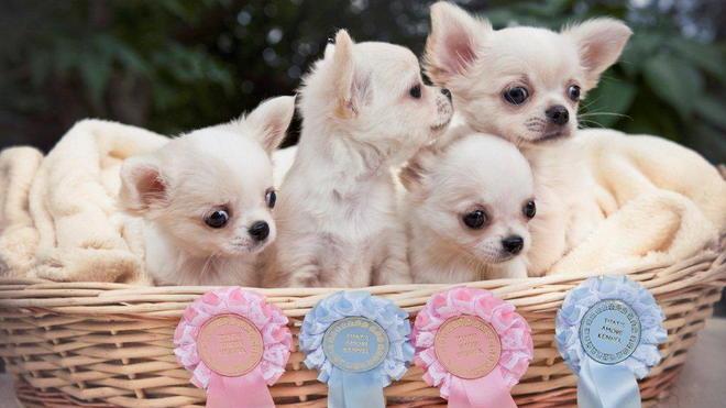 Mostra canina nazionale all’EstraForum