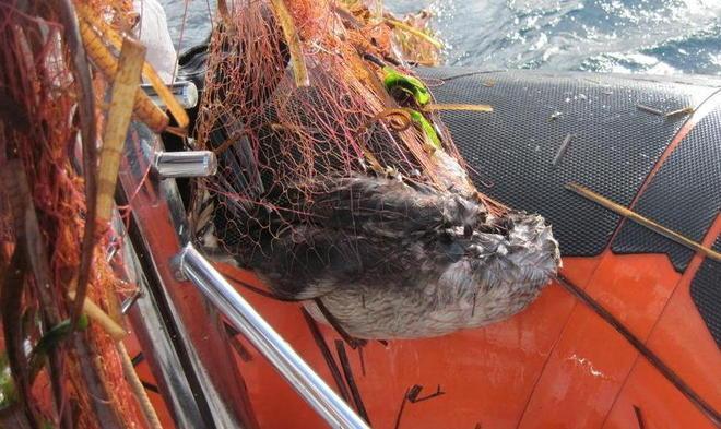 Uccelli marini intrappolati in una rete da pesca abusiva 