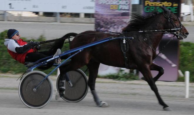 Probo Op, un trottatore di classe ai Pini