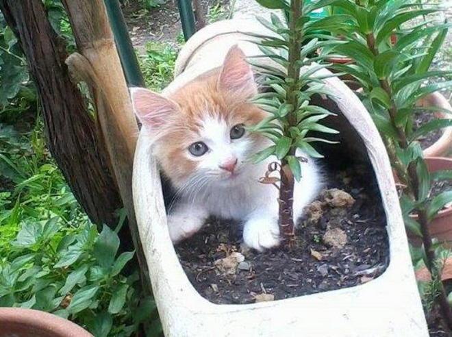Gattino ucciso da due cani tenuti senza guinzaglio 