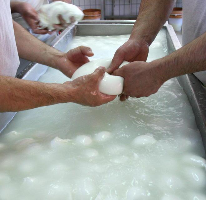 Bufala “made in Maremma” la mozzarella a filiera corta 