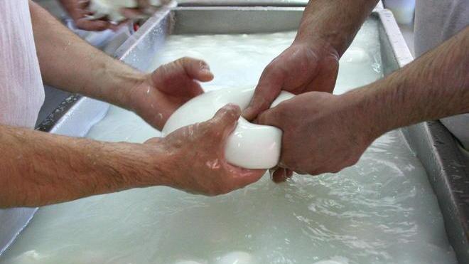 Bufala “made in Maremma” la mozzarella a filiera corta