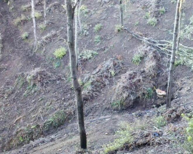 «Un’area boscata è scomparsa nella zona di San Martino» 