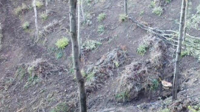 «Un’area boscata è scomparsa nella zona di San Martino»