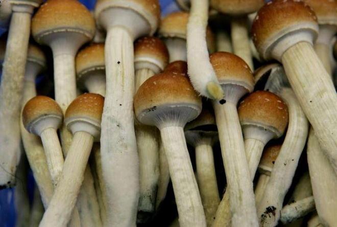 Funghi allucinogeni a casa, arrestato 
