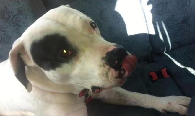 Quasi seimila firme per salvare il cane Zorro