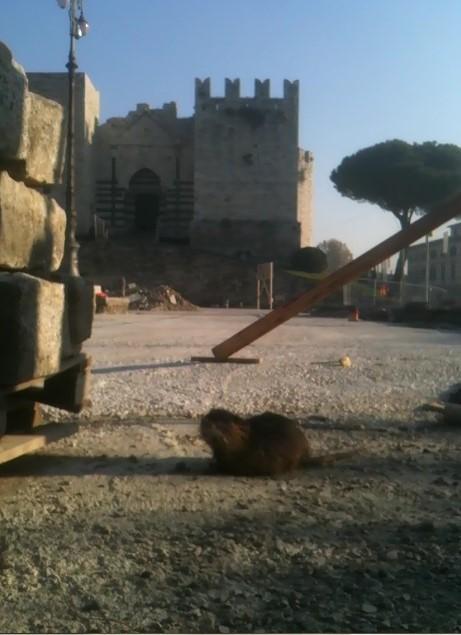 Sbuca una nutria in pieno centro a Prato 
