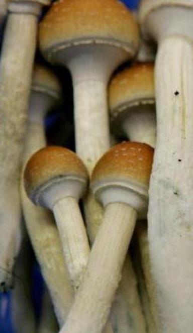 Funghi allucinogeni in roulotte, arrestato