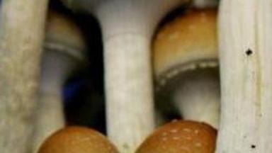 Funghi allucinogeni in roulotte, arrestato