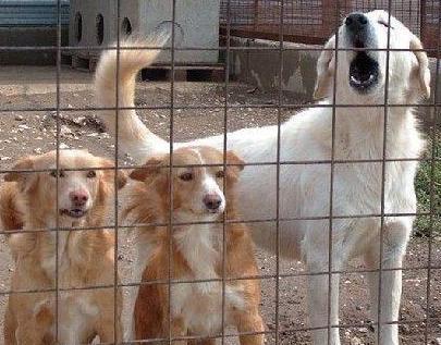 Quasi due milioni all’anno per i cani senza padrone 