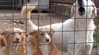 Quasi due milioni all’anno per i cani senza padrone