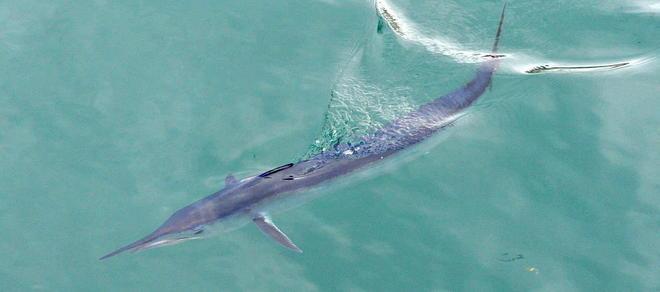 Allarme squalo nel porto, ma è un grosso pesce spada 