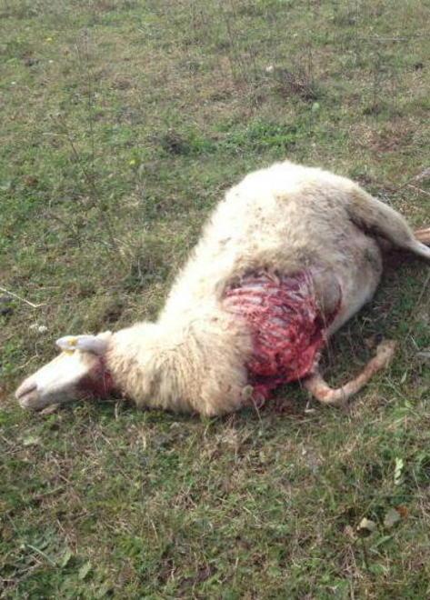 Predatori dilaniano una pecora davanti al pastore
