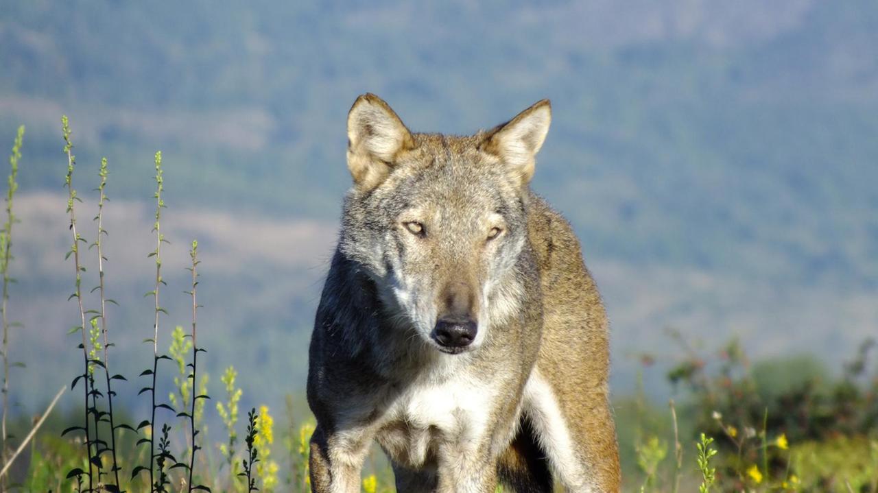 A lezione dal lupo, i bambini scoprono la bellezza del re del bosco