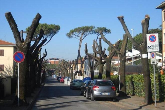 «Sì alla potatura, però salviamo i rami più grandi»