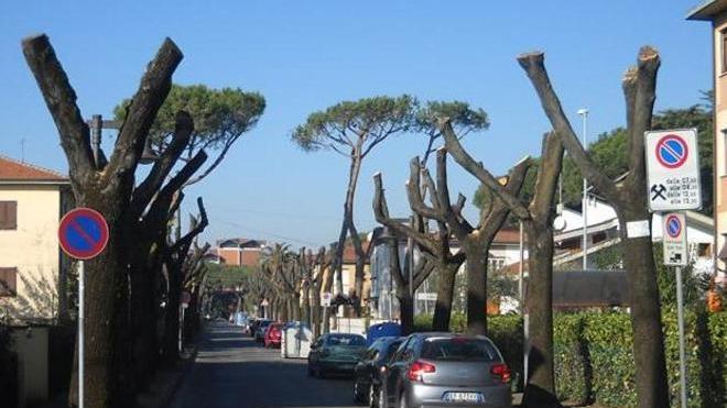 «Sì alla potatura, però salviamo i rami più grandi»