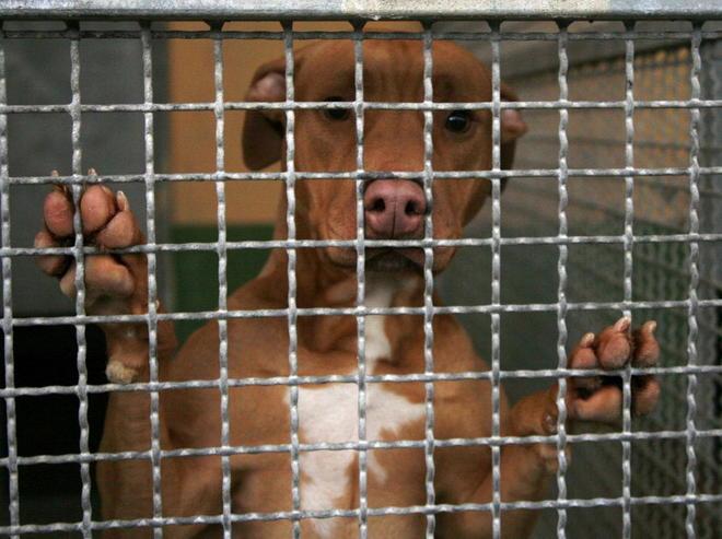 Tei: «Sconti sulla Tares a chi adotterà un cane» 