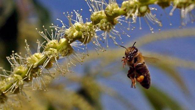 Parla l’apicoltore: «Da anni siamo vittime del parassita»
