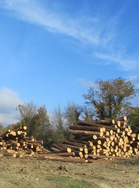 Taglio del bosco, allarme dei residenti di Fabio e Faltugnano 