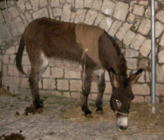 «Togliete l’asinello dal presepe vivente»