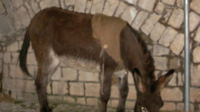 «Togliete l’asinello dal presepe vivente»