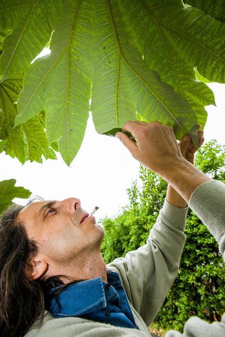 Condannato a sei anni il medico che si cura con la cannabis