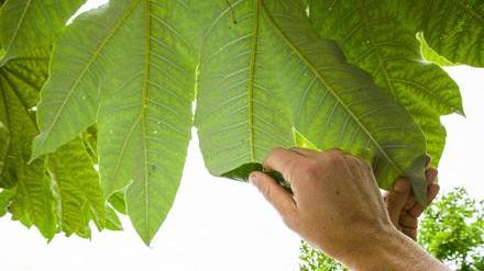 Condannato a sei anni il medico che si cura con la cannabis