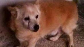 sos animali