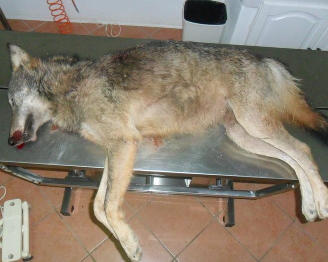 Lupa uccisa a fucilate, carcassa ritrovata sul ciglio della strada 