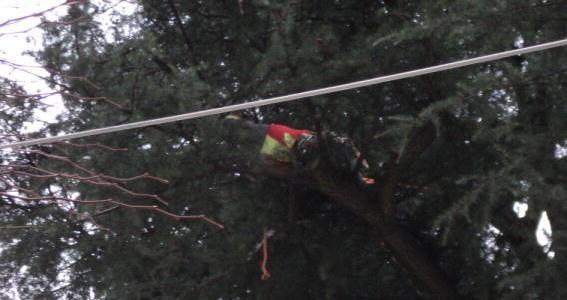 Arrampicata sull’albero