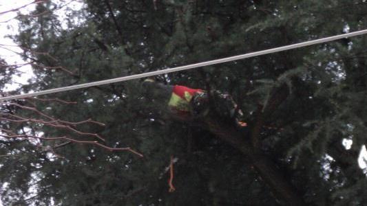 Arrampicata sull’albero