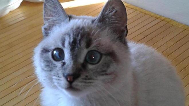 Sta meglio Roger, il gattino preso a calci e abbandonato