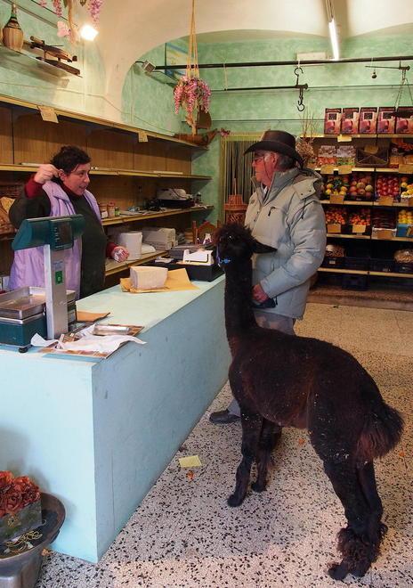 A passeggio e a ristorante Alpaca tenuta come un cane 