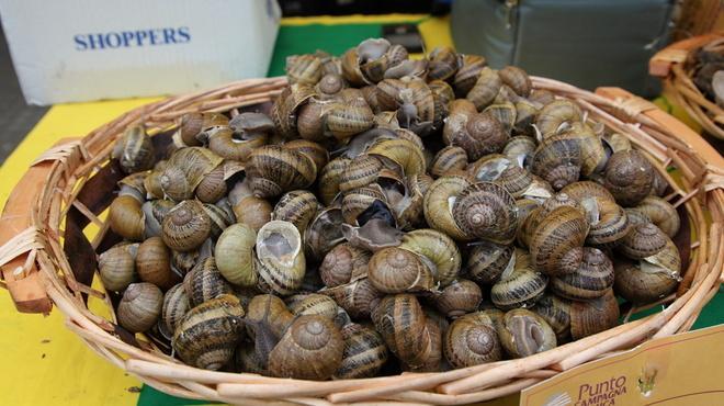 Allevare lumache, un affare da 12 milioni 