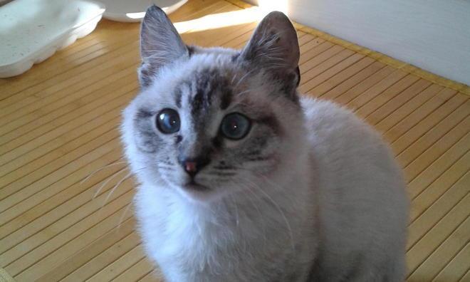 Sta meglio Roger, il gattino picchiato