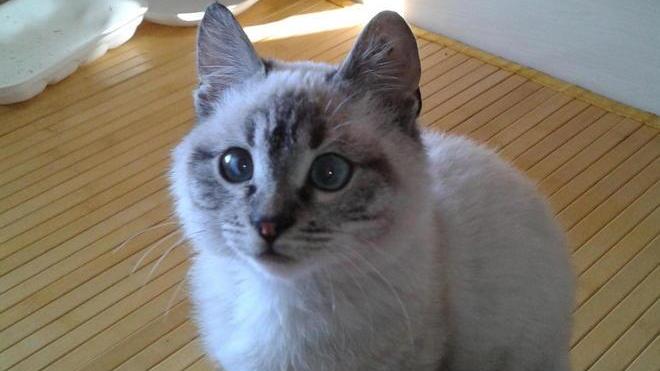 Sta meglio Roger, il gattino picchiato
