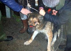 Amicizia a 4 zampe: Lucky cade nel fiume e Toby lo salva 