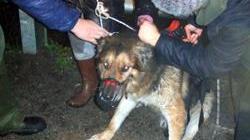 Amicizia a 4 zampe: Lucky cade nel fiume e Toby lo salva