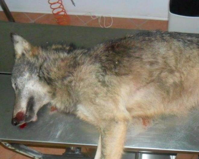 Un altro lupo ucciso e lasciato in piazza 