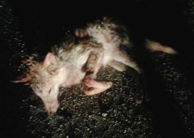 Un altro lupo morto a Saturnia 