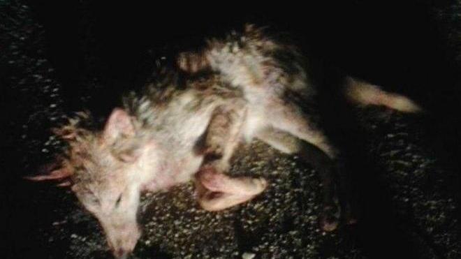 Un altro lupo morto a Saturnia