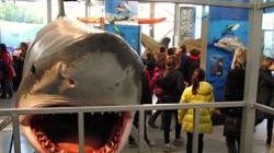 Squali in mostra al Museo di Storia Naturale