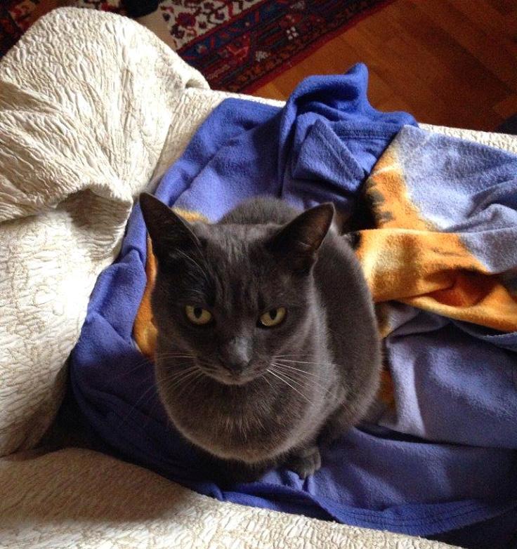 LA LETTERA / Se una gattina asciuga le lacrime del mio dolore 