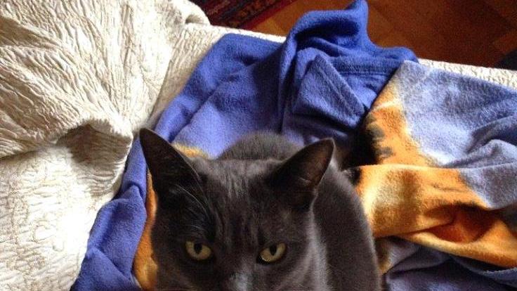 LA LETTERA / Se una gattina asciuga le lacrime del mio dolore